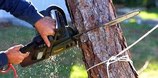 Kiel, WI Tree Services Company
