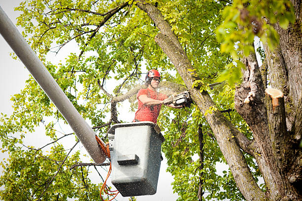 How Our Tree Care Process Works  in  Kiel, WI